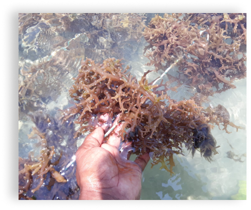 Seaweed Farming